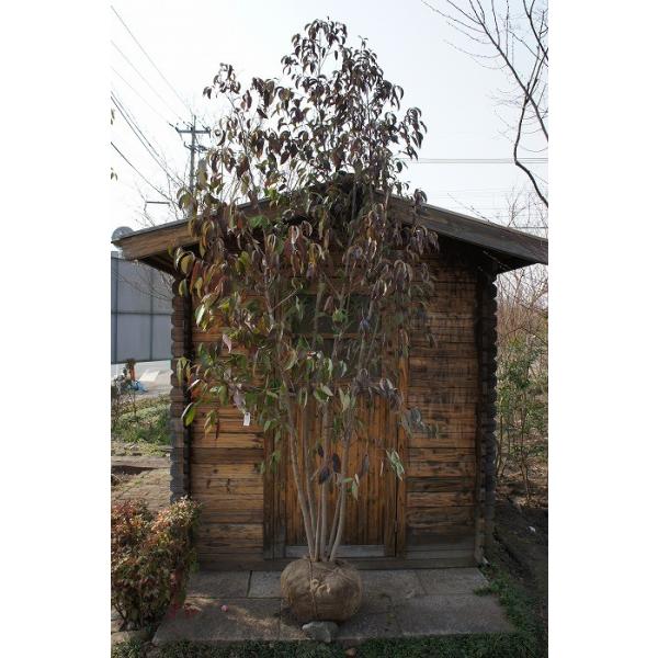 大安売り 満点の新品送無の 大型商品 常緑ヤマボウシ 苗木 植木 ヒマラヤ 株立 株立 樹高2 5m前後 常緑樹 露地苗 シンボルツリー 常緑樹