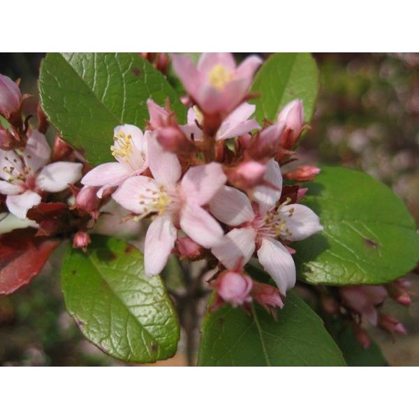 ガーデニング植木花木生垣目隠し洋風ヒメシャリンバイ 姫車輪梅 樹高1 5m前後露地苗低木常緑 代購幫