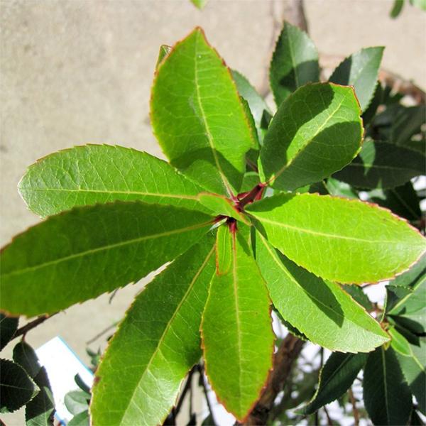 ヒメイチゴノキ 姫苺の木 樹高1 5m前後 露地苗 低木 常緑樹 Buyee Buyee Japanese Proxy Service Buy From Japan Bot Online