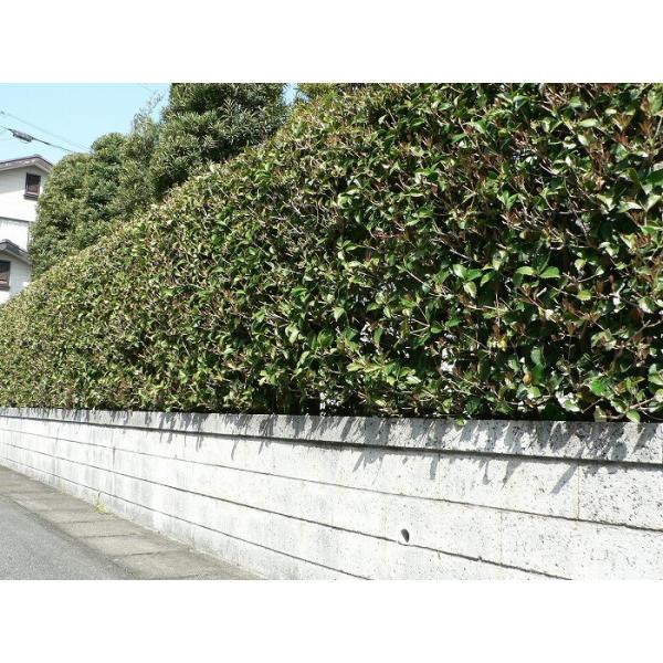 qCMNZCiA؍ҁj 1.0mO |bgc V{c[ Ύ