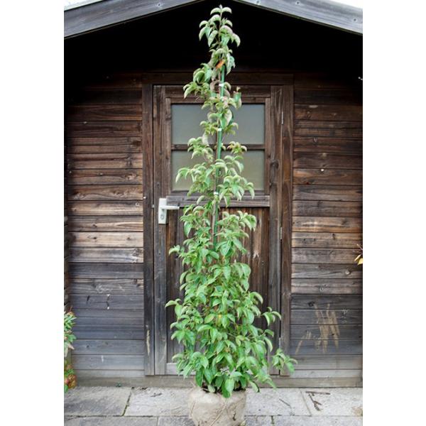 ΃}{EV/zRGVX P 1.8mO Inc  V{c[ Ύ