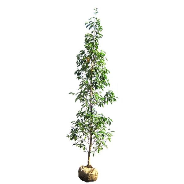 大型商品】常緑ヤマボウシ/ホンコンエンシス月光 単木 樹高2.5m 大型商品】常緑ヤマボウシ/ホンコンエンシス月光 単木 樹高2.5m