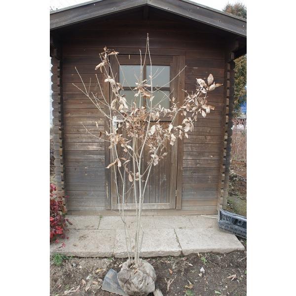 Riij  1.8mO Inc V{c[ t