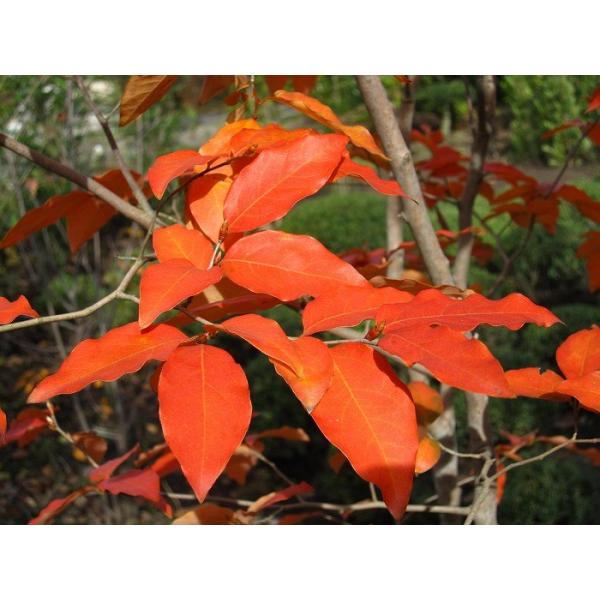 y^iz}REoViR΂j P 2.5mO Inc  t