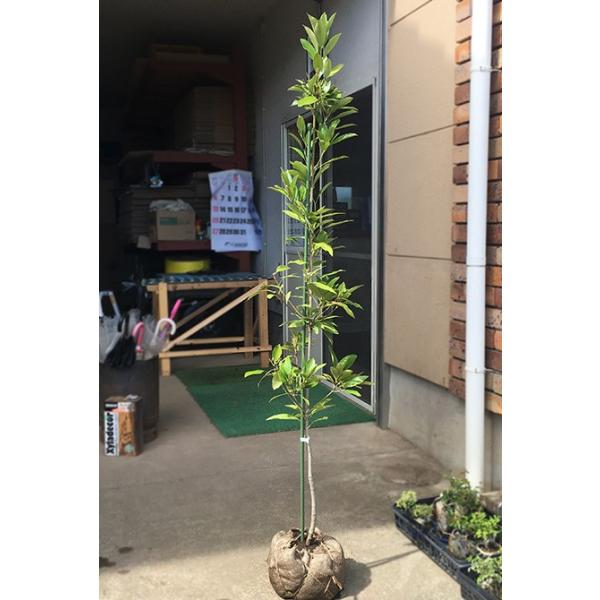 }eoVC 1.5mO Inc V{c[ Ύ