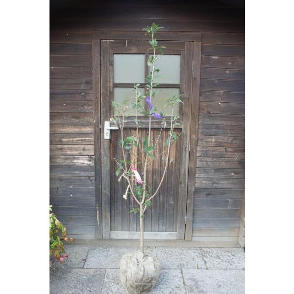 OXmLiږ̖؁j P 1.5mO Inc V{c[ t