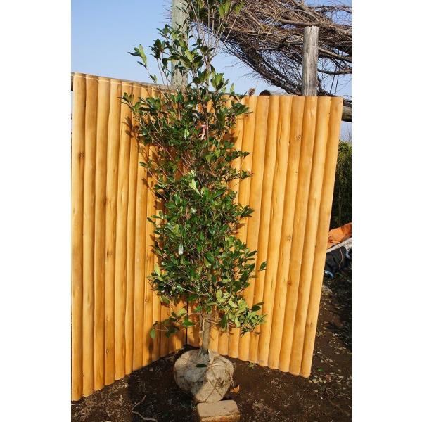 gardentown_mokoku-20