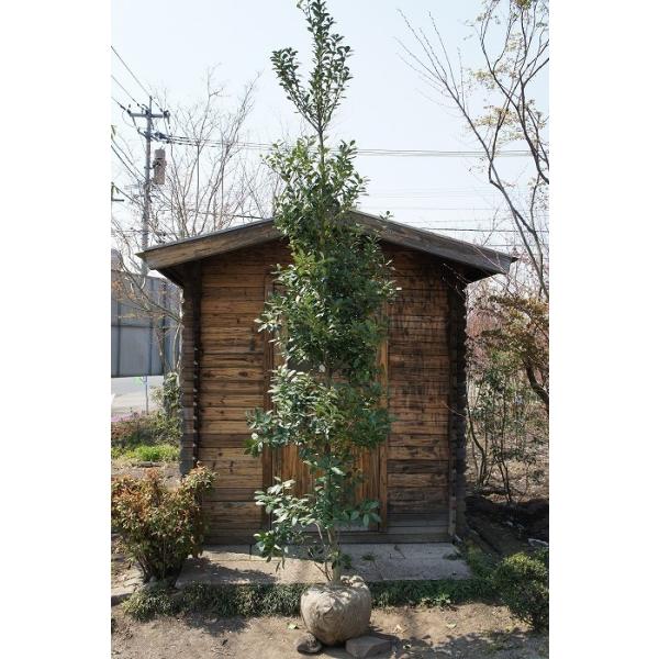 大型商品】モチノキ 樹高2.5m前後 露地苗 シンボルツリー 常緑樹