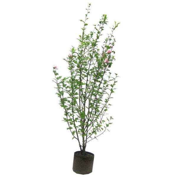 y^izNQi؞ہj sN 2.5mO Inc  t