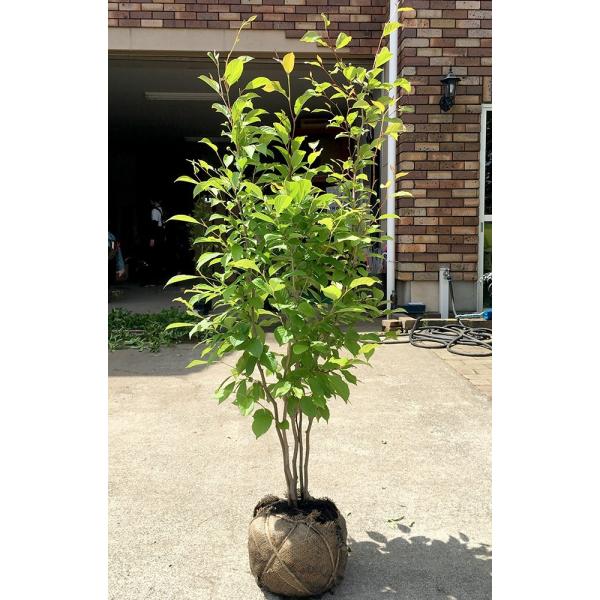 gardentown_natutubaki-k-18