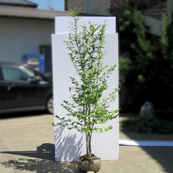 gardentown_natutubaki-k-25