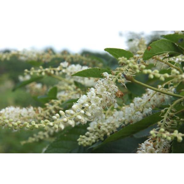 Euiߖ@j  1.5mO Inc V{c[ t