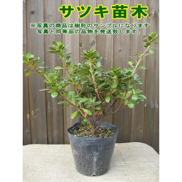 サツキ 皐月 ロージー四季咲き樹高0 2m前後ポット苗低木常緑樹 Buyee Buyee 提供一站式最全面最專業現地yahoo Japan拍賣代bid代拍代購服務bot Online