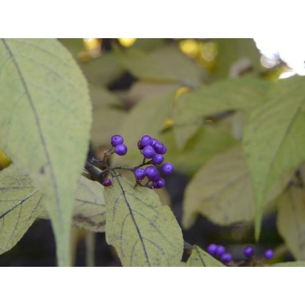 サワフタギ 沢蓋木 樹高1 5m前後 露地苗 低木 落葉樹 Sawafutagi 15 ガーデンタウン ヤフー店 通販 Yahoo ショッピング