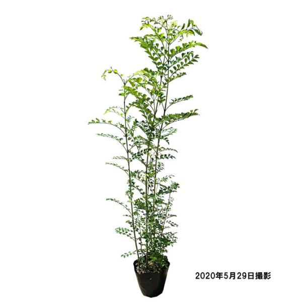 シマトネリコ シンボルツリー 盆栽 植木の人気商品 通販 価格比較 価格 Com