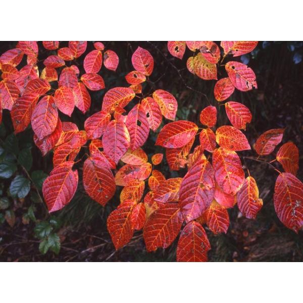 VLi؁j P 1.8mO Inc V{c[ t