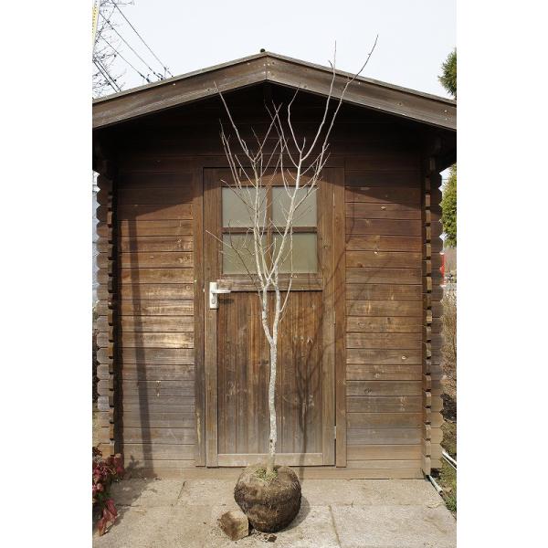 VLi؁j P 2.0mO Inc V{c[ t