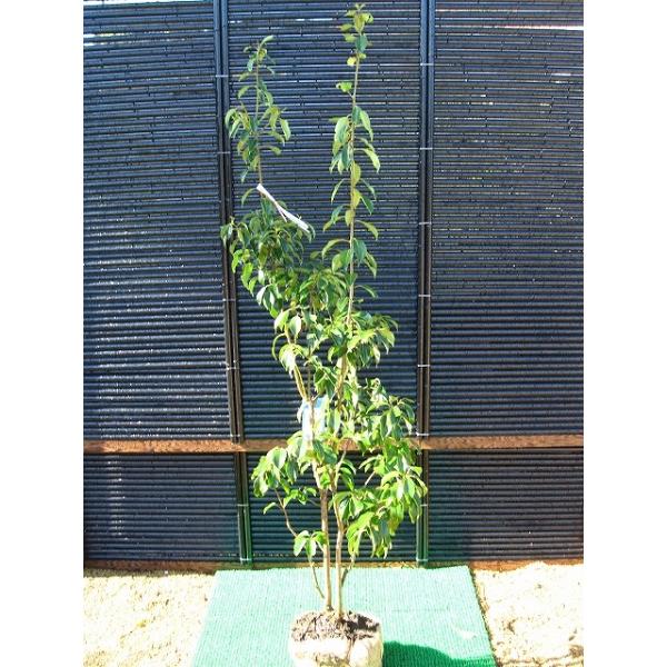 gardentown_soyogo-k15