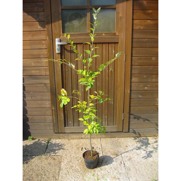 X_WC 1.0mO |bgc V{c[ Ύ