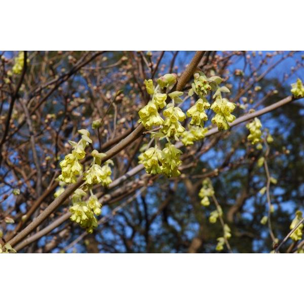 gT~YLiy؁j 1.2mO Inc  t