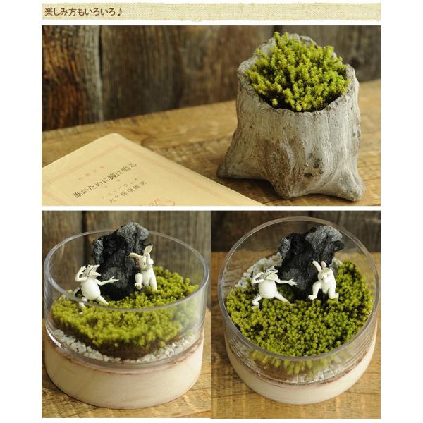 苔 テラリウム 手軽に 栽培 観葉 苔園芸 苔 雨降り星降るスナゴケ S クリアパッケージ Buyee Buyee 日本の通販商品 オークションの代理入札 代理購入