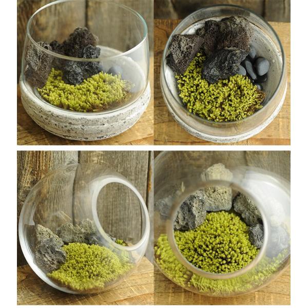 苔 テラリウム 手軽に 栽培 観葉 苔園芸 苔 雨降り星降るスナゴケ M クリアパッケージ Buyee Buyee 提供一站式最全面最專業現地yahoo Japan拍賣代bid代拍代購服務 Bot Online