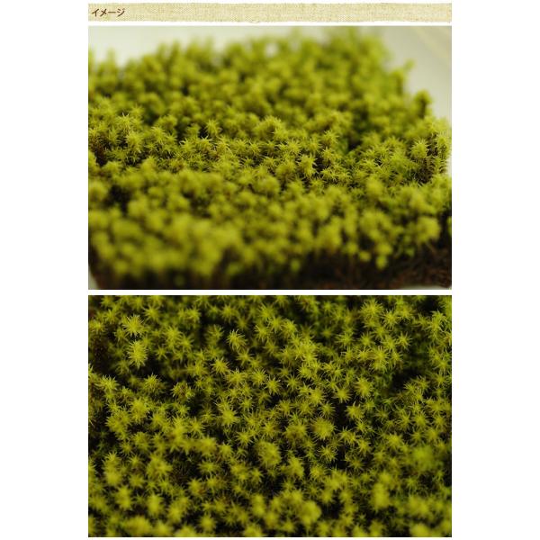 苔 テラリウム 手軽に 栽培 観葉 苔園芸 苔 雨降り星降るスナゴケ L 紙パッケージ Buyee Buyee Japanese Proxy Service Buy From Japan Bot Online