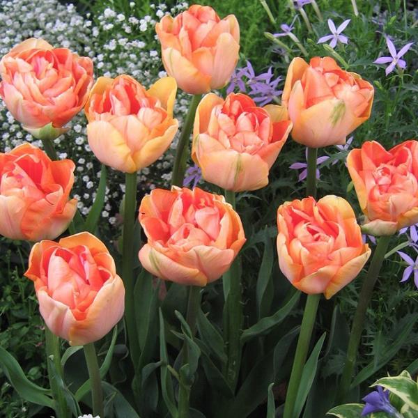 球根 チューリップ 秋植え 栽培 花壇 趣味 園芸 キュウコン チューリップ球根 チャーミングビューティ 5球セット Buyee Buyee 日本の通販商品 オークションの代理入札 代理購入