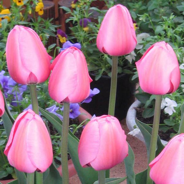 球根 花 ピンクの人気商品 通販 価格比較 価格 Com