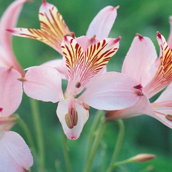 球根 アルストロメリアの人気商品 通販 価格比較 価格 Com