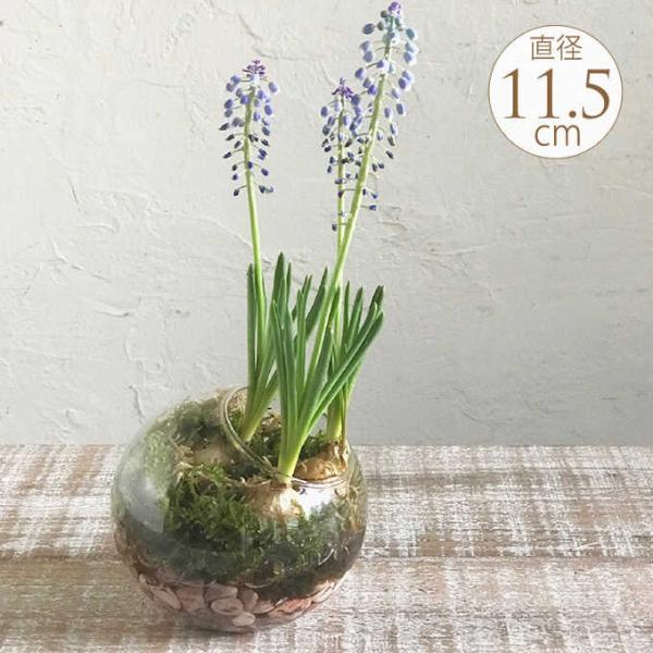 チューリップ球根 総合 Favofavoitems