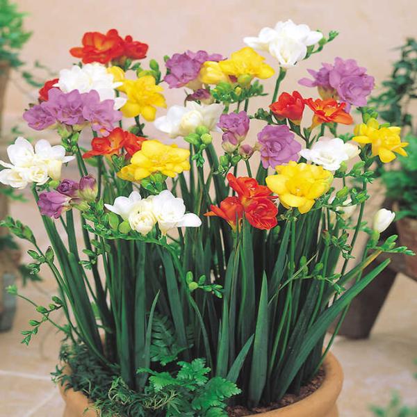 球根 フリージアの人気商品 通販 価格比較 価格 Com