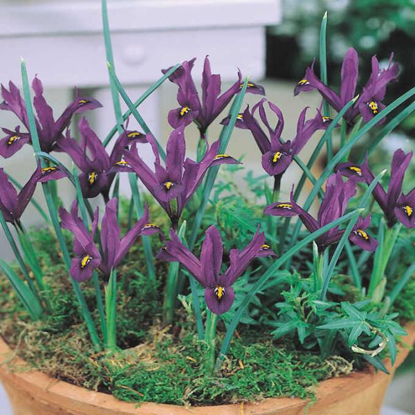 春 球根 花の人気商品 通販 価格比較 価格 Com