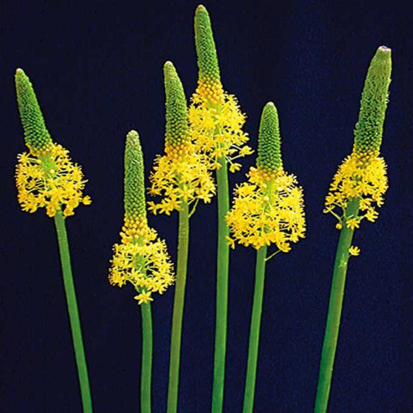 秋 花 植えの人気商品 通販 価格比較 価格 Com