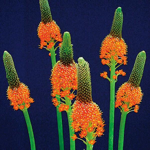 秋 花 植えの人気商品 通販 価格比較 価格 Com