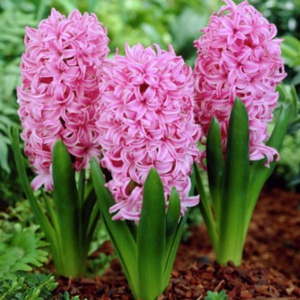 球根 庭 花の人気商品 通販 価格比較 価格 Com