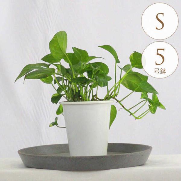 ϗtA |gX S 5  A 5 CeA  rO O x_ A Ă₷ N