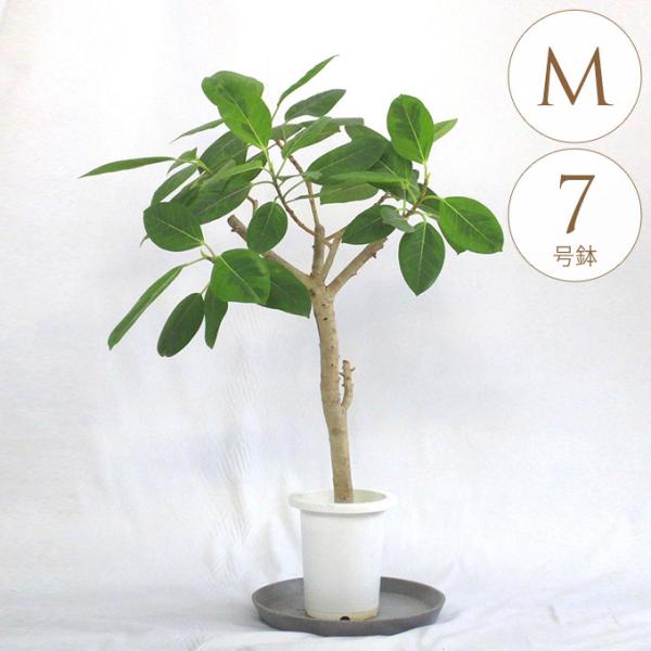 ϗtA AeV} M 7  A 7 CeA  rO O x_ A  lC