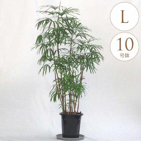 観葉植物 10号 シュロチクの人気商品・通販・価格比較 - 価格.com 観葉植物 10号 シュロチクの人気商品・通販・価格比較 - 価格.com