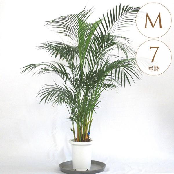 ϗtA AJV M 7  A 7 CeA  rO O x_ A  ItBX