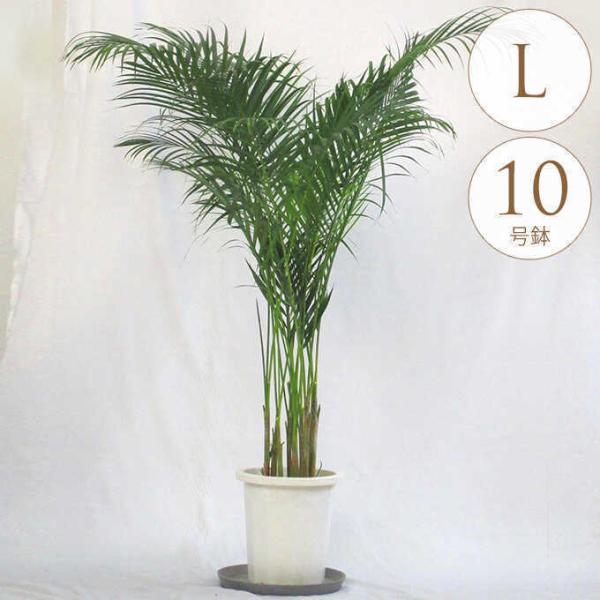 観葉植物 アレカヤシ L 10号鉢 植物 インテリア 室内 リビング 観葉植物 アレカヤシ L 10号鉢 植物 インテリア 室内 リビング