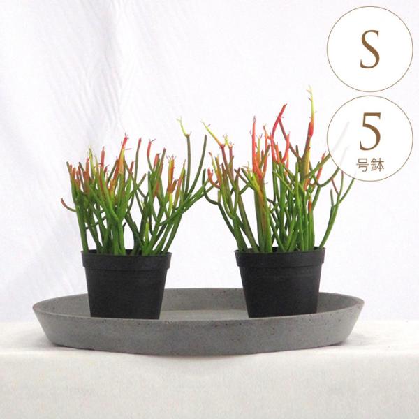 ϗtA ~NubV S 5  A 5 CeA  rO O x_ A   eX ItBX lC A 