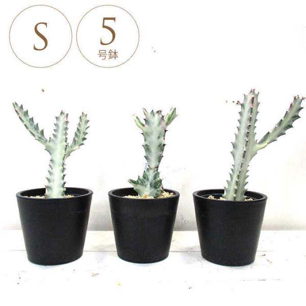 ◆ユーフォルビア☺︎ホワイトゴースト7号鉢付き◆ 現品］【希少】2番 ユーフォルビア ホワイトゴースト 7号 観葉植物