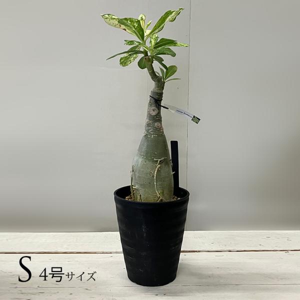 塊根植物 アデニウム オベスム コーデックス 観葉植物 大株 gardenyouhin_pg-30899