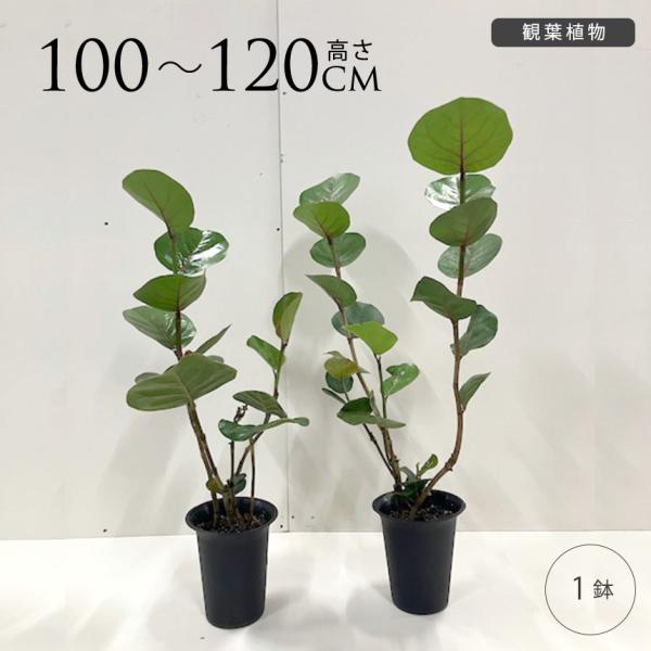 現品　海葡萄　シーグレープ　曲がり　2番　観葉植物　希少　インテリアグリーン 現品 海葡萄 シーグレープ 曲がり 2番 観葉植物 希少 インテリア