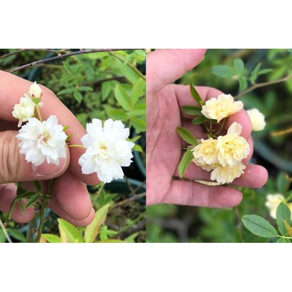 3鉢セット モッコウバラ 植え込み専用 鉢植え モッコウバラ苗 4 5 5号 黄色 白 Buyee Buyee 일본 통신 판매 상품 옥션의 대리 입찰 대리 구매 서비스