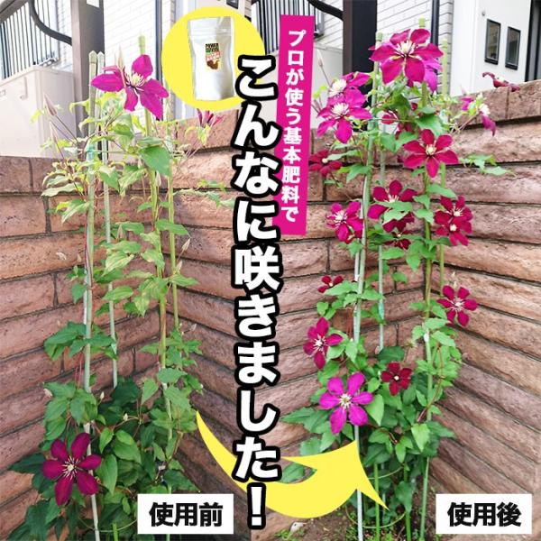 良く効くプロが使う基本肥料neo 130グラム 花 固形肥料 肥料 置き肥 緩効性 化成肥 メール便の場合送料無料 Buyee Buyee Japanese Proxy Service Buy From Japan Bot Online