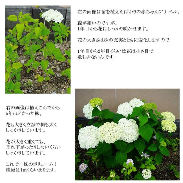 送料無料 アメリカアジサイ アナベル 4 5寸鉢 ホワイト 白 大株の苗 鉢植え 植木 花 花無しでのお届け ラッピング メッセージカード不可 Buyee Buyee Japanese Proxy Service Buy From Japan Bot Online