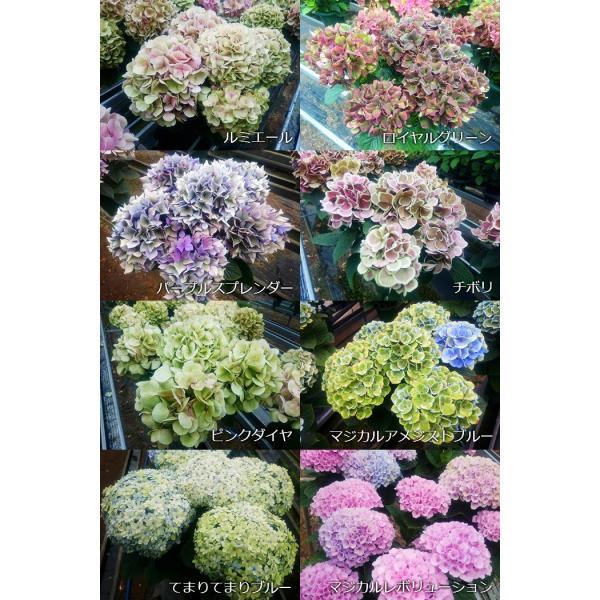 秋色紫陽花 5号 15センチ鉢 全9色 あじさい 6月上旬は秋色に変化しています 画像の花色とは違い秋色アジサイとなりますのでご注意を Buyee Buyee Japanese Proxy Service Buy From Japan Bot Online