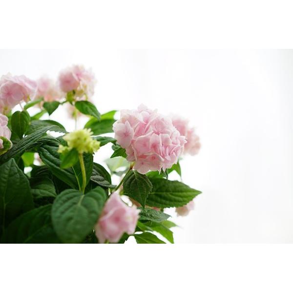 紫陽花 アジサイ あじさい 伊予獅子手毬 いよししてまり 5号 紫陽花 珍しい 鉢植え 夏色 Buyee Buyee Japanese Proxy Service Buy From Japan Bot Online